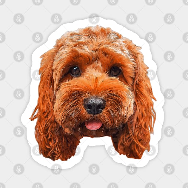 Doodle cavapoo sales